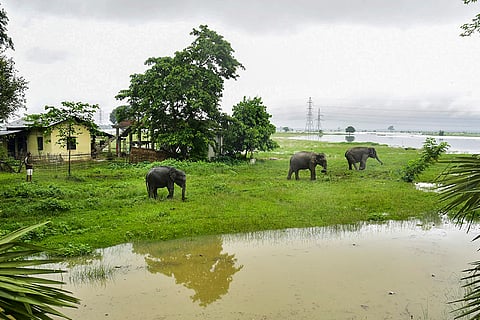 Flood affected Pobitora Wildlife Sanctuary